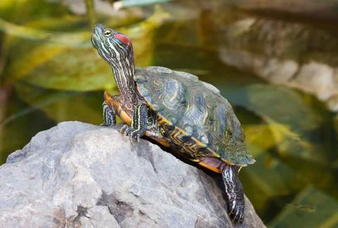 Red-Eared Slider Turtle Basking on a Rock 스톡 사진