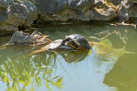 Red Eared Slider Turtle Basking on a Pond Rock Stock Photos