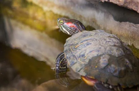 Red-Eared Slider Turtle Basking on a Rock Near the Water Fotos Stock
