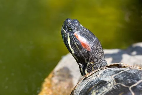 Red-Eared Slider Turtle Basking on a Log by a Pond Foto stock
