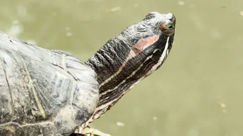 Red-Eared Slider Turtle Basks on a Rock Beside a Pond Stock Footage 336923615