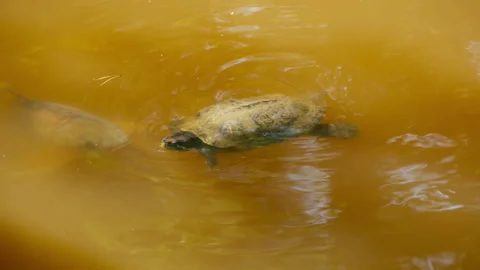 Red-eared slider turtle bumps into a curious fish 스톡 동영상 138671387