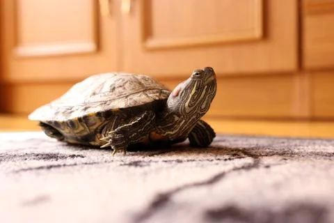 Red-eared slider turtle on a carpet in warm light, calm pose with shell and l Stock Photos