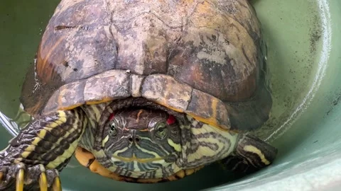 Red-Eared Slider Turtle in Clear Water Tank Stock Footage 311353670