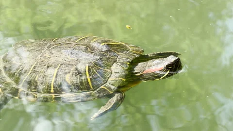 Red-Eared Slider Turtle Climbs Out of a Pond in a Busy Spring City Park Stock Footage 335599589