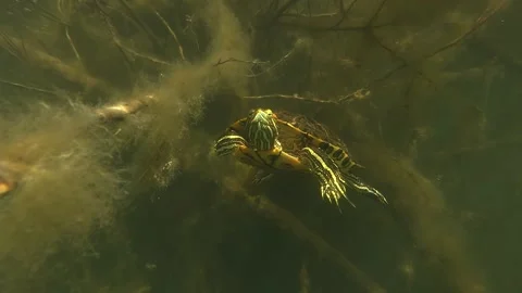 Red-eared slider Turtle close-up, face to camera 스톡 동영상 304466762