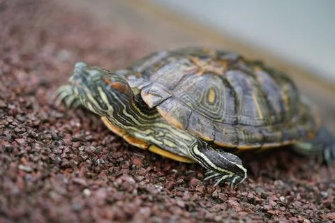 Red Eared Slider Turtle close up nature reptile pet Stock Photos