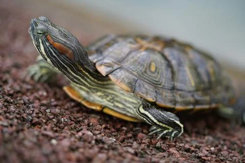 Red Eared Slider Turtle Close Up Still Life Stock Photos