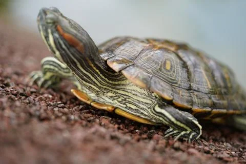 Red Eared Slider Turtle Close Up Reptile Portrait Stock Photos