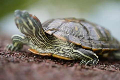 Red Eared Slider Turtle Close Up Portrait Stock Photos