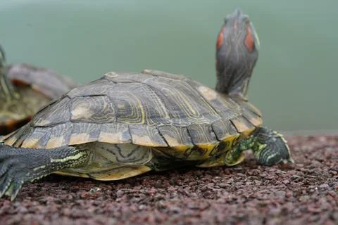 Red Eared Slider Turtle Close Up Pond Environment Stock Photos