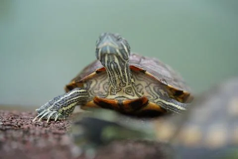 Red Eared Slider Turtle Close Up Wildlife Nature Stock Photos