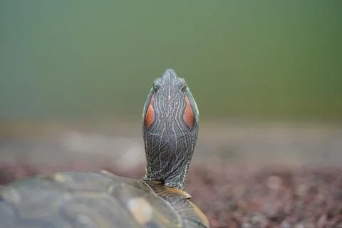 Red Eared Slider Turtle Close Up Neck and Head Stock Photos