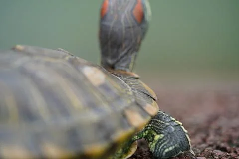 Red Eared Slider Turtle Close Up Portrait Stock Photos
