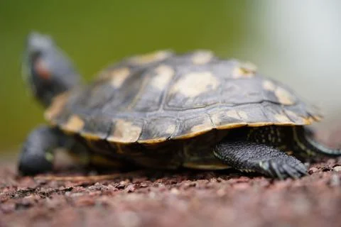 Red Eared Slider Turtle Close Up Photography Stock Photos