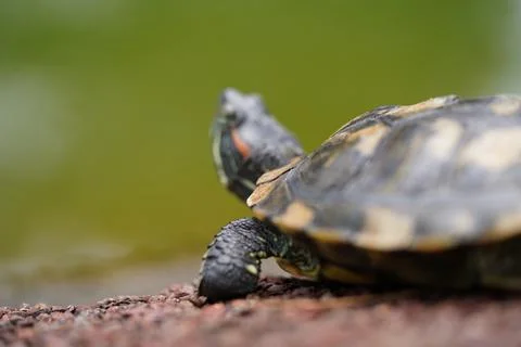 Red Eared Slider Turtle Close Up in Nature Stock Photos