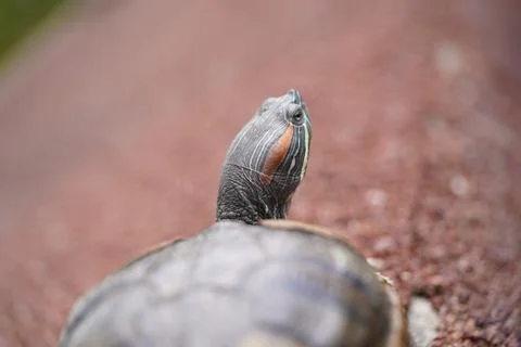 Red Eared Slider Turtle Close Up Reptile Portrait Stock Photos
