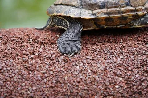 Red Eared Slider Turtle Close Up Stock Photos