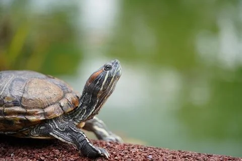 Red Eared Slider Turtle Close Up Portrait Stock Photos