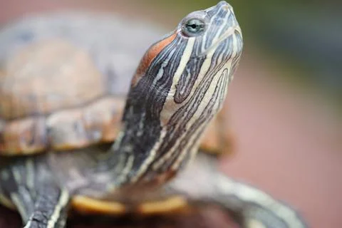 Red Eared Slider Turtle Close Up Portrait Stock Photos