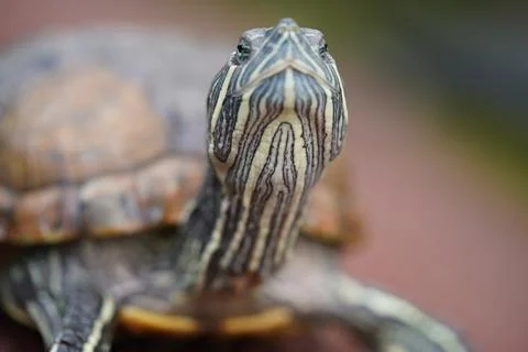 Red Eared Slider Turtle Close Up Stock Photos