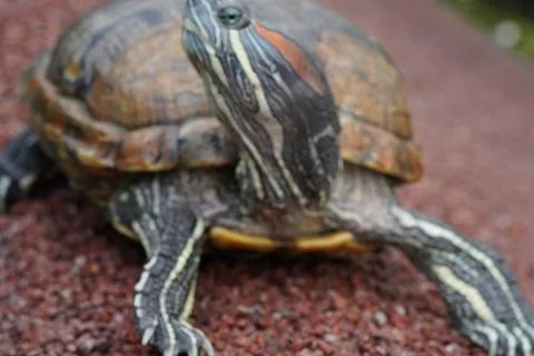 Red Eared Slider Turtle Close Up Stock Photos