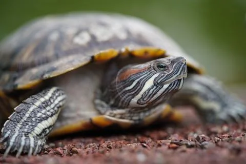 Red Eared Slider Turtle Close Up Stock Photos