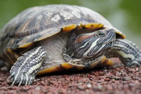 Red Eared Slider Turtle Close Up Portrait Stock Photos