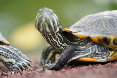 Red Eared Slider Turtle Close Up Portrait Stock Photos