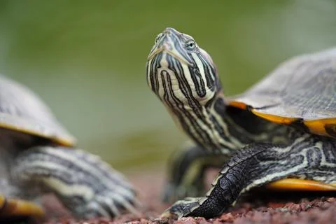Red Eared Slider Turtle Close Up Portrait Stock Photos
