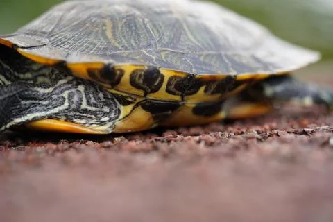 Red Eared Slider Turtle Close Up Wildlife Photography Stock Photos