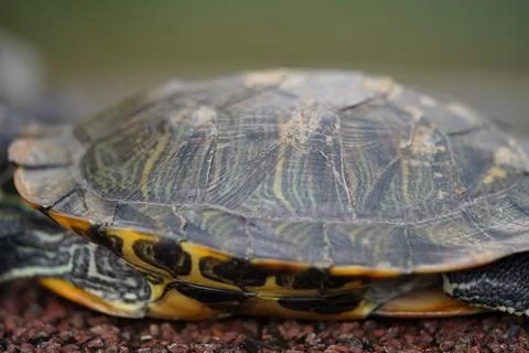 Red Eared Slider Turtle Close Up Shell Detail Stock Photos
