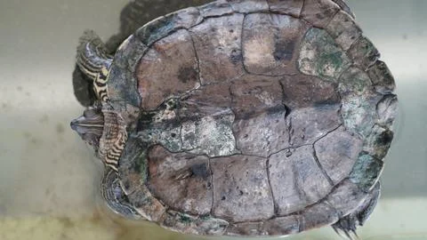 Red Eared Slider Turtle Close Up Reptile Wildlife Foto stock