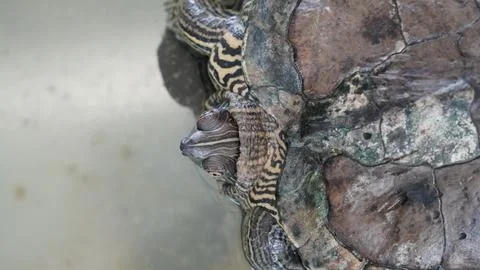 Red Eared Slider Turtle Close Up Portrait Stock Photos