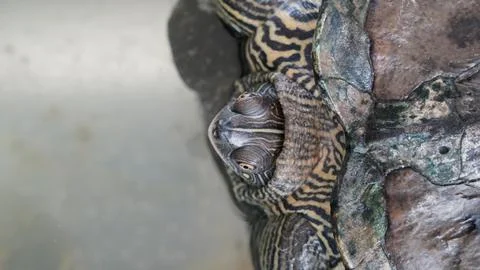 Red Eared Slider Turtle Close Up View Stock Photos
