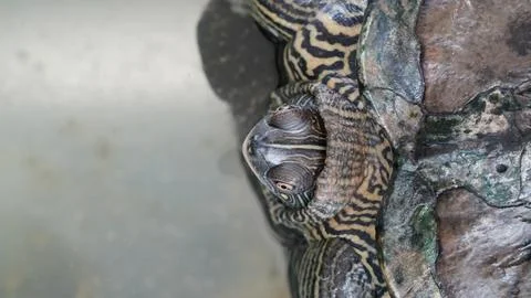 Red Eared Slider Turtle Close Up Photography Stock Photos