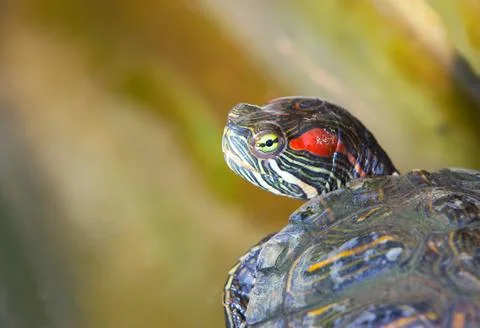 Red-Eared Slider Turtle Close-Up in Natural Pond Habitat Fotos de archivo