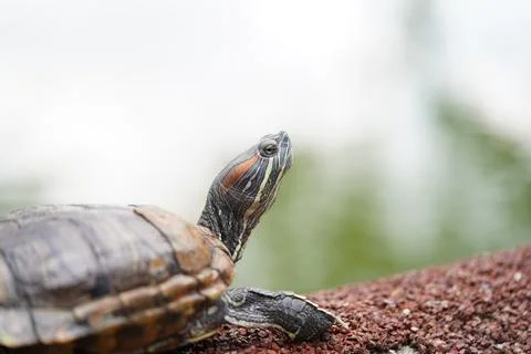 Red Eared Slider Turtle Closeup Stock Photos
