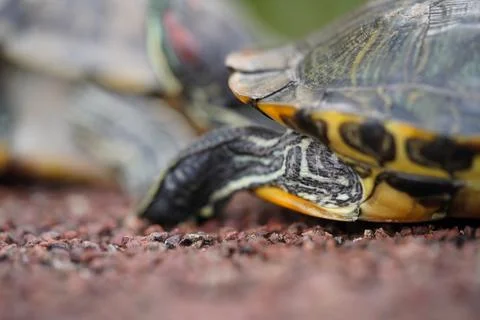 Red Eared Slider Turtle Closeup Wildlife Stock Photos
