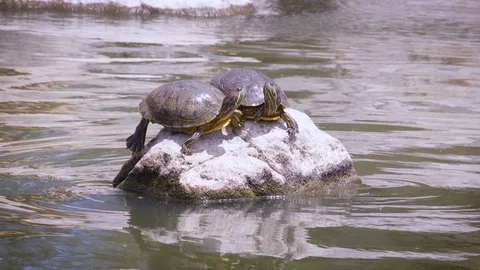 Red Eared Slider Turtle Couple Sunbathes Stock Footage 89644525