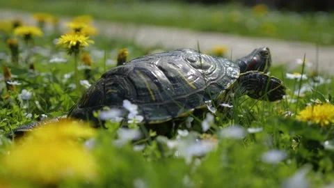 Red-eared slider turtle crawls on the grass Stock Footage 191986358