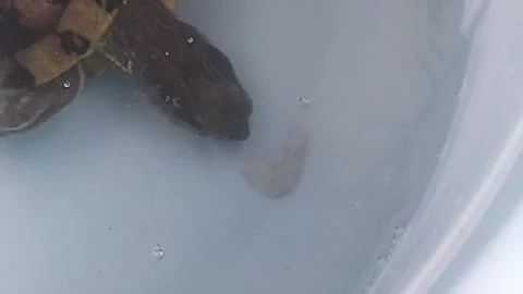 Red eared slider Turtle eating prawns, shrimps slow motion, Pond turtle eating. Stock Footage 295171990