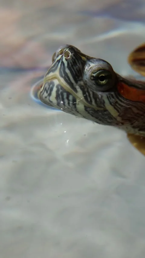 Red-eared slider turtle emerging from water displaying detailed shell texture Stock Footage 311012370