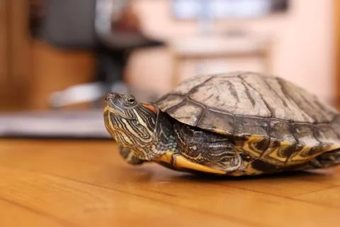 Red-eared slider turtle with extended neck on a carpet, focus on shell textur Stock Photos