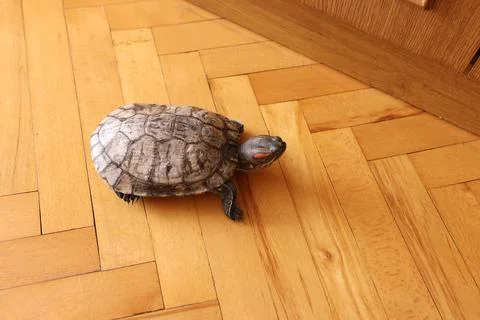 Red-eared slider turtle on the floor near furniture, calm movement in a warm  Stock Photos