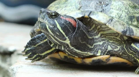 Red Eared Slider Turtle Stock Footage 8684370