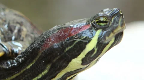 Red Eared Slider Turtle Stock Footage 8684409