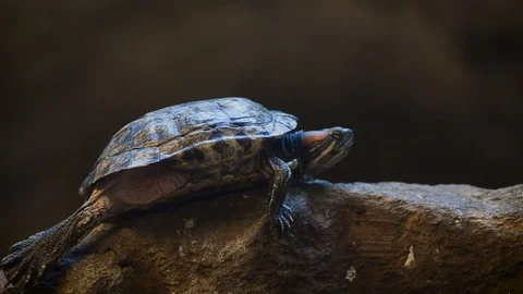 Red-eared slider the turtle Stock Footage 94005830