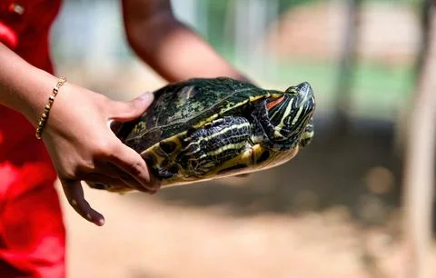 Red eared slider turtle in the hands of a child in the park Fotos Stock