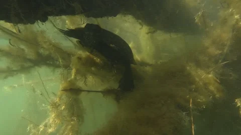 A red-eared slider turtle hides under a branch at the surface of a lake. 스톡 동영상 304466743